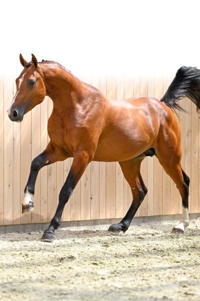 【中古】 Teseo: Katschner / Lautten Compagney Berlin Laszczkowski Wesseling UNICORN H Z - Exceptional son of URICAS VD KATTEVENNEN